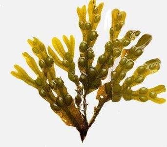 G-Host Bundle (Black Seed Oil, Irish Sea Moss, Soursop Leaf)