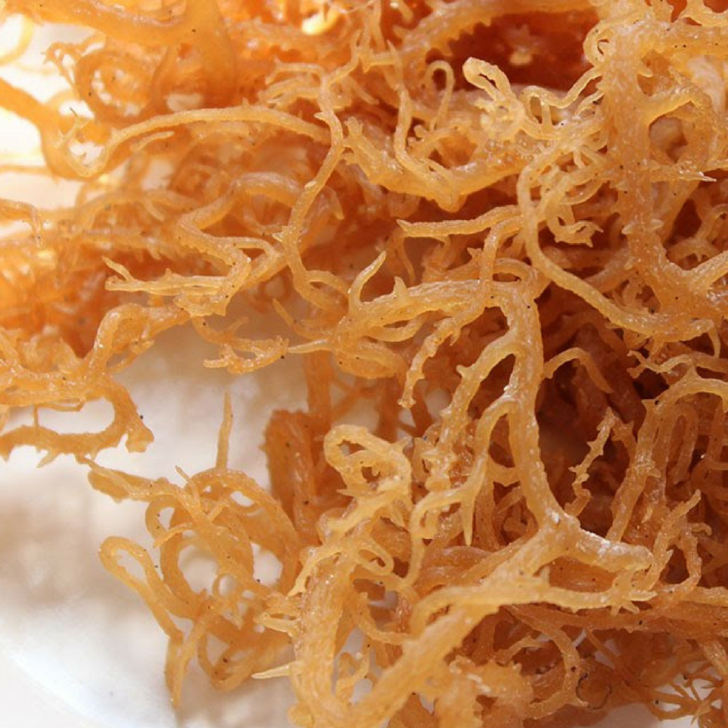 Close up of raw Irish Sea Moss