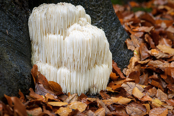 Lion’s Mane: Nature’s Brain Food