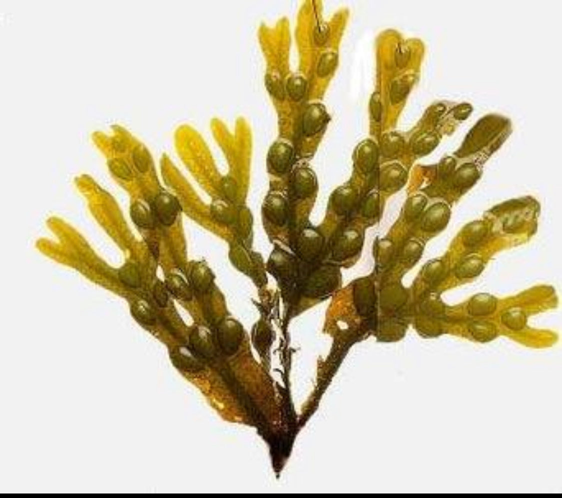 Close up of raw Bladderwrack