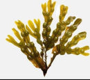 Sea Moss + Bladderwrack Capsules