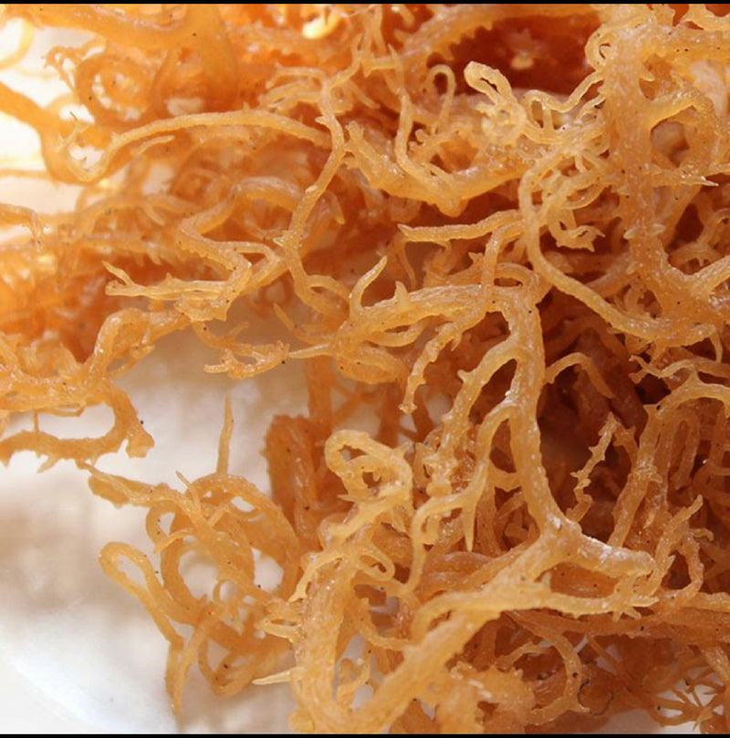Irish Sea Moss (Chondrus Crispus) Capsules